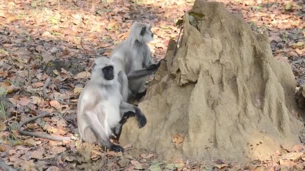 Gray Langur também conhecido como Hanuman Langur no Parque Nacional da Índia — Vídeo de Stock