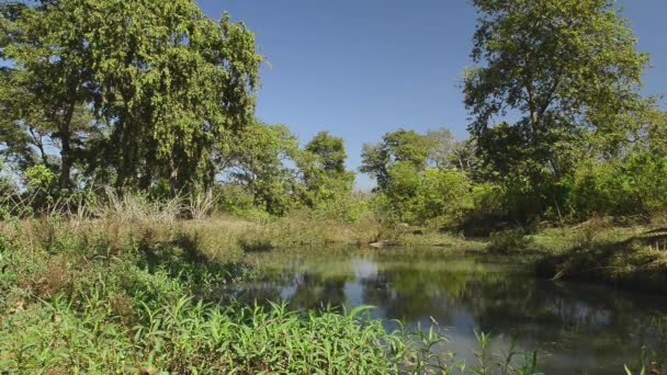 magnifique parc national de la rivière, Inde 