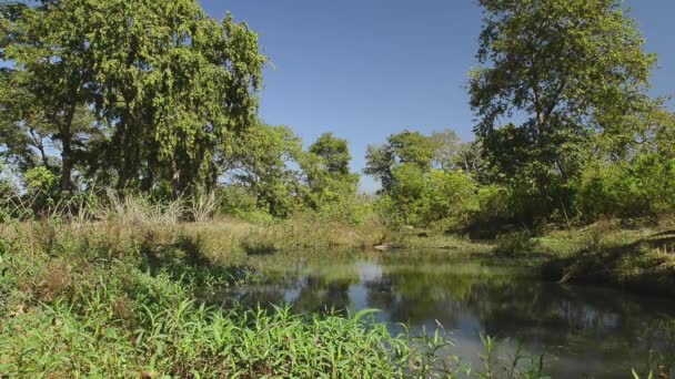 Hermoso Parque Nacional del río, India — Vídeo de stock