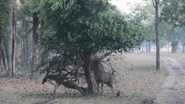 Cervo del sambar nel parco nazionale della foresta, India — Video Stock