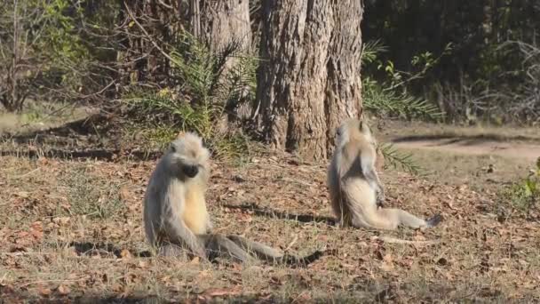 Langur szary znany również jako Hanuman Langur w Park Narodowy w Indiach — Wideo stockowe