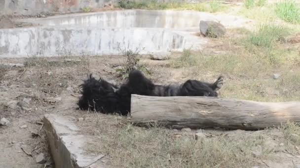 Νωθρότητα αρκούδα στο ζωολογικό κήπο στο Νέο Δελχί, Ινδία — Αρχείο Βίντεο