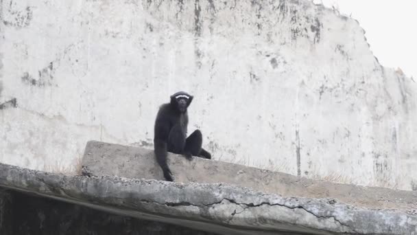 Howler macaco, Zoológico em Nova Deli, Índia . — Vídeo de Stock