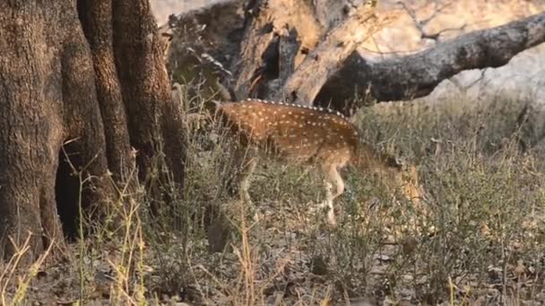 印度斑点鹿轴轴国家公园 — 图库视频影像