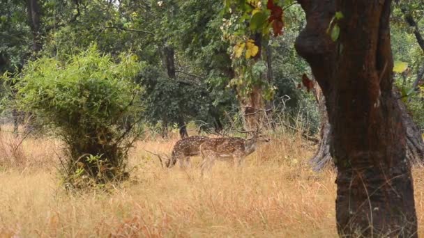 斑点を付けられたシカ軸軸国立公園、インド — ストック動画