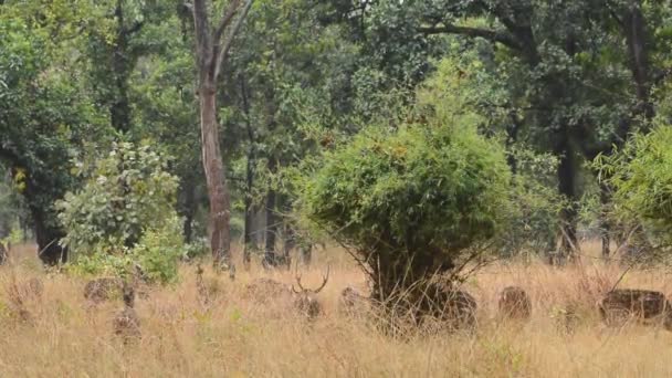 Asse dei cervi avvistati Parco Nazionale dell'Asse, India — Video Stock