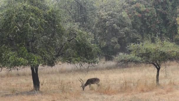 Asse dei cervi avvistati Parco Nazionale dell'Asse, India — Video Stock