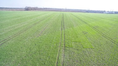 Bir yeşil tarım alanı