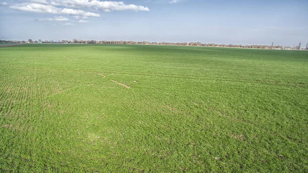 Um campo de agricultura verde — Fotografia de Stock