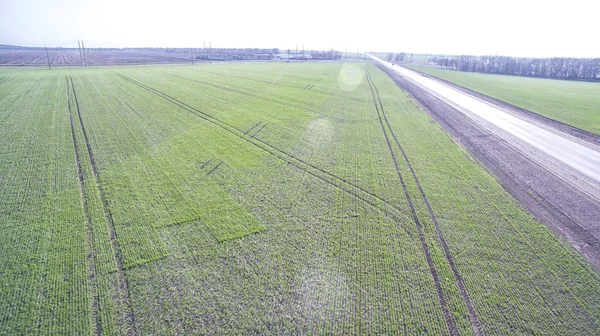 A green agriculture field — Stock Photo, Image