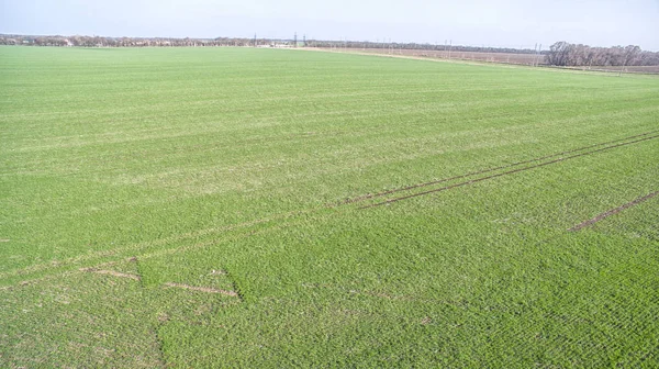 Un campo de agricultura verde — Foto de Stock