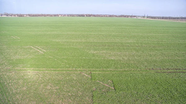 A green agriculture field — Stock Photo, Image