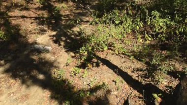 Manzara orman Milli Parkı, Hindistan