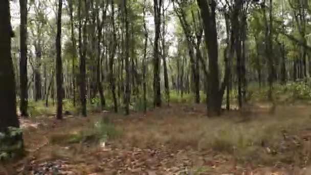 Лесной ландшафт в национальном парке Индии — стоковое видео