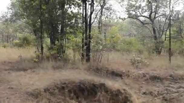Lesní krajina v národním parku v Indii — Stock video