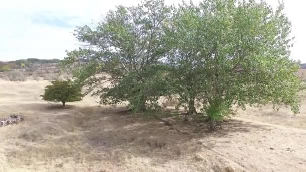 Región de Stavropol. Rusia. Paisaje otoñal con colinas caucásicas . — Vídeos de Stock