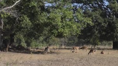 Benekli geyik eksen eksen Ulusal Park, Hindistan
