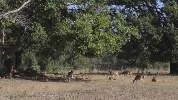 Benekli geyik eksen eksen Ulusal Park, Hindistan — Stok video