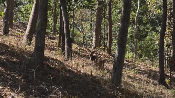 Parque Nacional del Eje del Ciervo Manchado, India — Vídeos de Stock