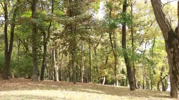 Foglie colorate in autunno nel parco — Video Stock