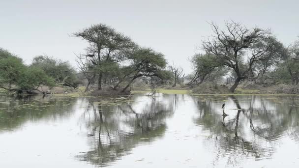 Keolado Milli Parkı, Hindistan'ın güzel göle — Stok video
