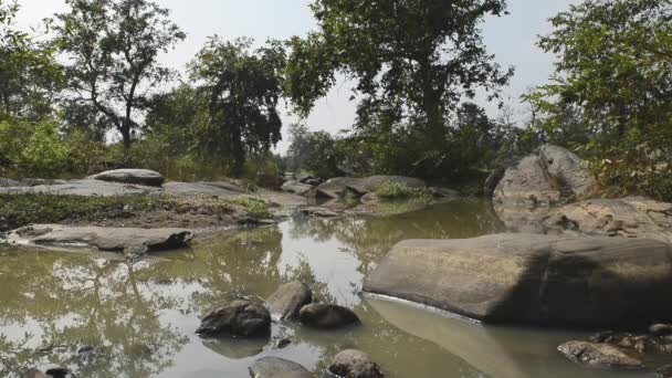 Vackra river National Park, Indien — Stockvideo