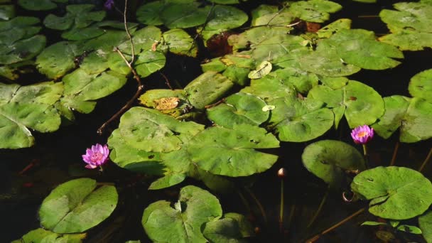 Mooie groep van lotus met levendige roze in de moeras — Stockvideo