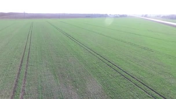 Um campo de agricultura verde — Vídeo de Stock