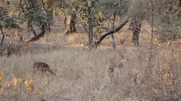 Gevlekte herten as as National Park, India — Stockvideo