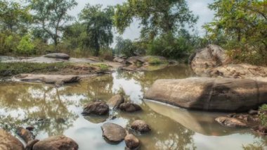 Nehir ve orman ağaçlarıyla manzara, Kanha Ulusal Parkı, Hindistan