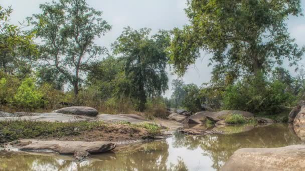 Nehir ve orman ağaçlarıyla manzara, Kanha Ulusal Parkı, Hindistan — Stok video