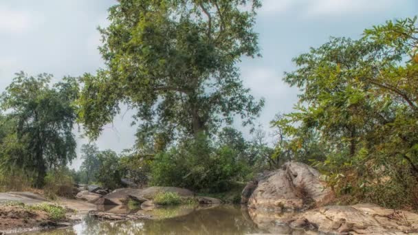 Landskap med en flod och skogsträd, Kanha nationalpark, Indien — Stockvideo