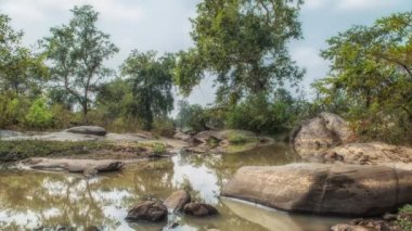 Nehir ve orman ağaçlarıyla manzara, Kanha Ulusal Parkı, Hindistan