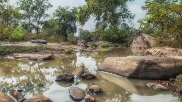 Nehir ve orman ağaçlarıyla manzara, Kanha Ulusal Parkı, Hindistan — Stok video