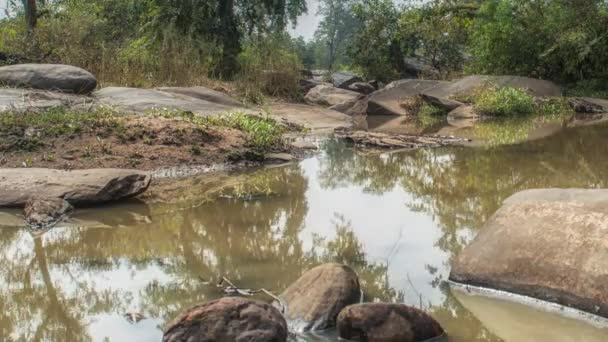 Пейзаж з річковими та лісовими деревами, Національний парк Канха, Індія — стокове відео