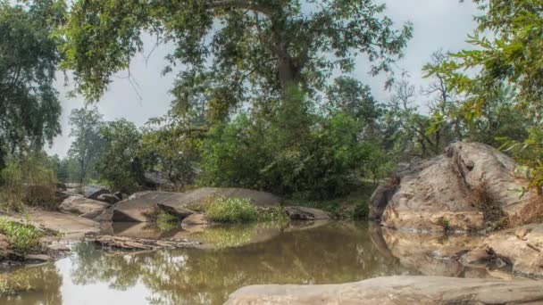 Tájkép folyóval és erdei fákkal, Kanha Nemzeti Park, India — Stock videók