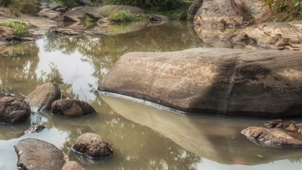 Paesaggio con un fiume e alberi forestali, Kanha National Park, India — Video Stock