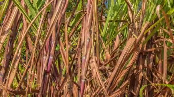 Sugarcane field, India, southeast, Asia. — Stock Video