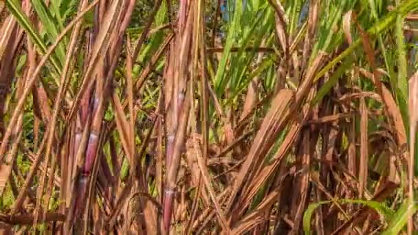 Campo de caña de azúcar, India, sureste, Asia . — Vídeos de Stock