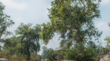 Kanha Ulusal Parkı, Hindistan. Nehir ve orman ağaçlarıyla kaplı bir manzara.