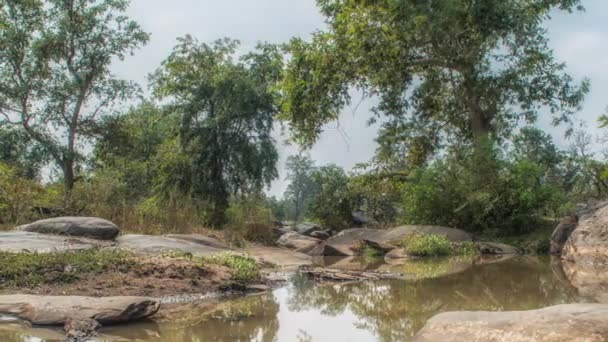 Kanha National Park, Indien. Landskap med flod och skogsträd. — Stockvideo