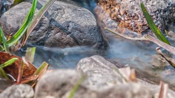 Parque Nacional Kanha, India. El río fluye a través de piedras y hierba . — Vídeos de Stock