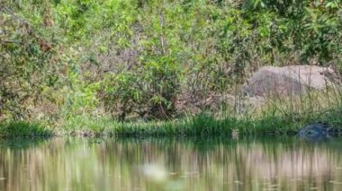 Kanha Ulusal Parkı, Hindistan. Nehir ve orman ağaçlarıyla kaplı bir manzara.