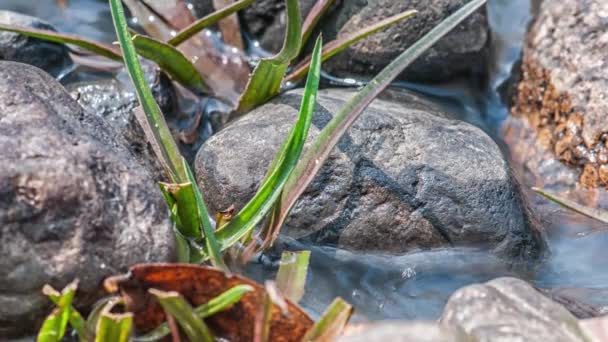 Parque Nacional Kanha, India. El río fluye a través de piedras y hierba . — Vídeos de Stock