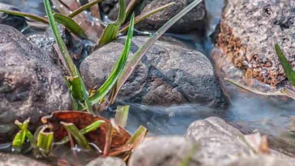 Parque Nacional Kanha, India. El río fluye a través de piedras y hierba . — Vídeo de stock