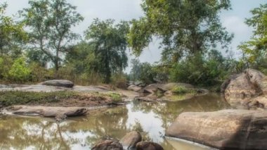 Kanha Ulusal Parkı, Hindistan. Nehir ve orman ağaçlarıyla kaplı bir manzara.