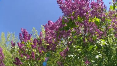 Baharda büyük leylak çalısı, güzel leylak çiçekleri