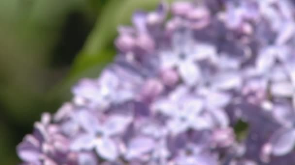 Nagy orgona bokor tavasszal, ragyogó orgona virágzás — Stock videók