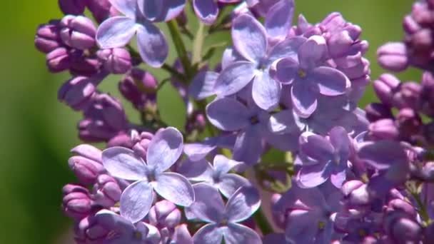 Gran arbusto lila en primavera, beaytiful flor lila — Vídeos de Stock