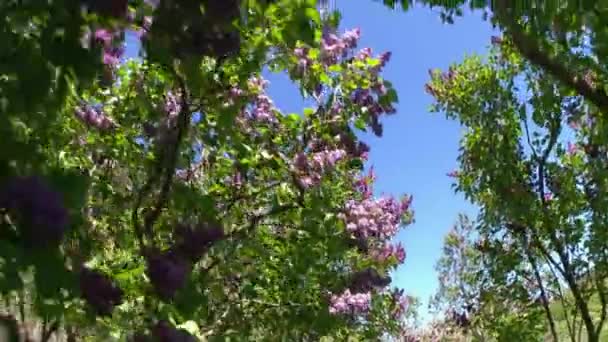 Grote lila struik in het voorjaar, beaytiful lila bloeien — Stockvideo